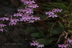 Impatiens scapiflora